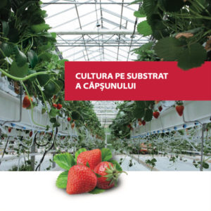 Cultura pe substrat a căpșunului