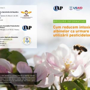 Cum reducem intoxicarea albinelor ca urmare a utilizării pesticidelor